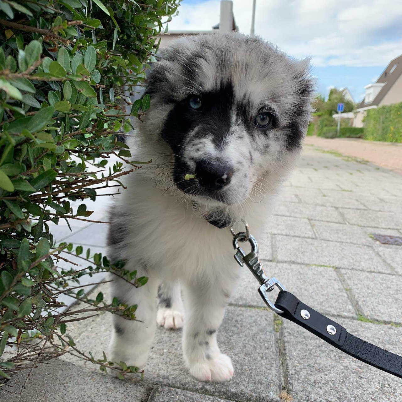 Jake - Australian Shepherd Puppy